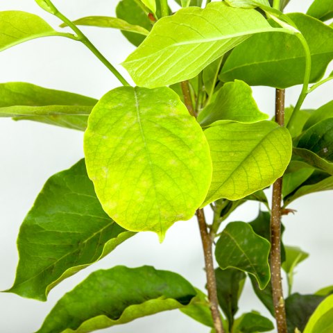 Lush Green Foliage