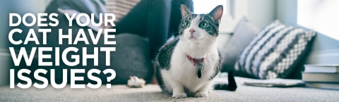 hills weight reduction cat