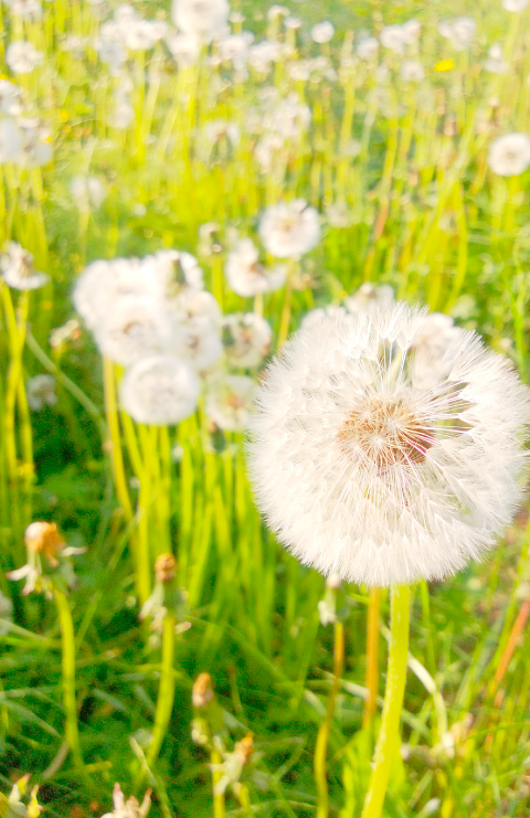 dandelion pollen in field