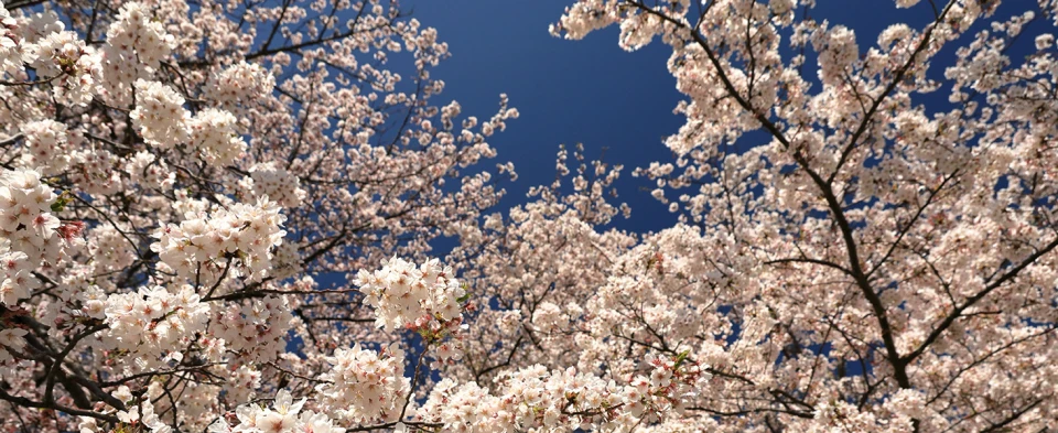 山脈と河　F4 W33センチ H24センチ Canon RF 24-240mm f4-6.3 Lens in Black