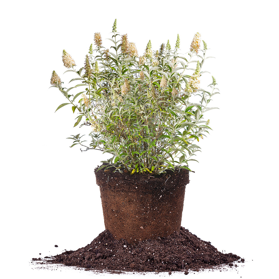 white profusion butterfly bush in dirt pot blooming against white background