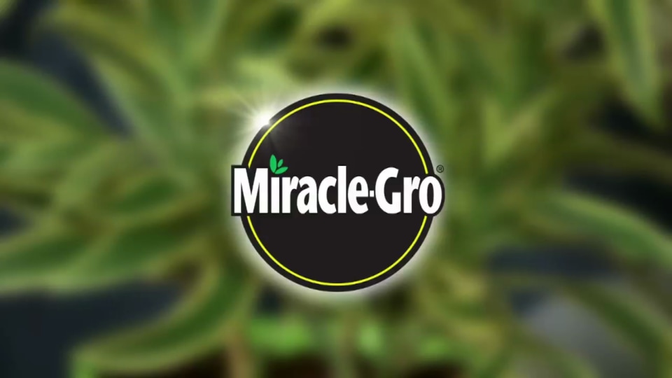 thumbnail video image 2 of Miracle-Gro Indoor Plant Food Spikes, 2 of 4