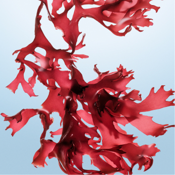 Algae Extract