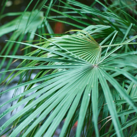 Saw Palmetto