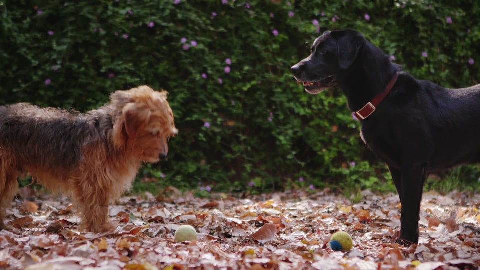 thumbnail video image 2 of Waterpik Pet Wand PRO Dog Shower Attachment, 13" Grey PPR-252E, 2 of 8