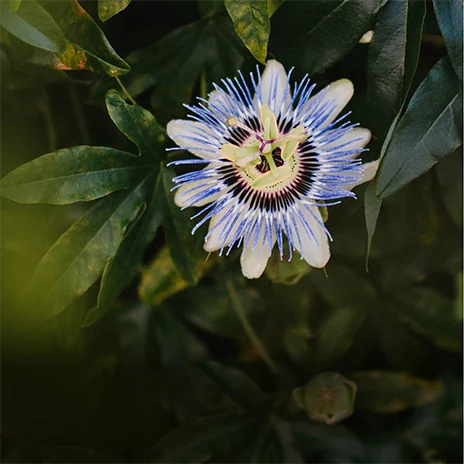 Passion Flower Oil