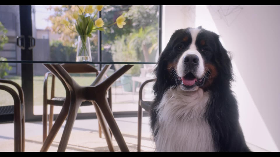 Eureka FloorRover Dash MultiSurface Lightweight Upright Vacuum Cleaner