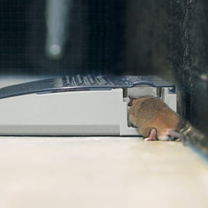 Tomcat® Multi-Catch Mouse Trap