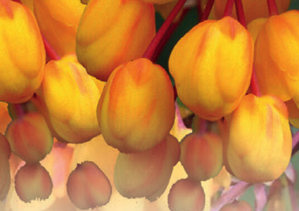 image of berberine flowers