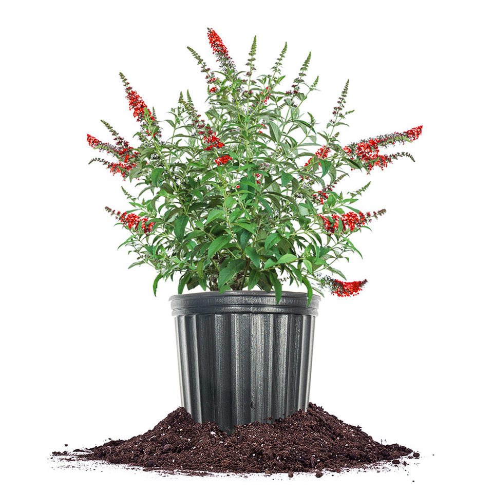 Royal Red Butterfly Bush in black plastic nursery pot