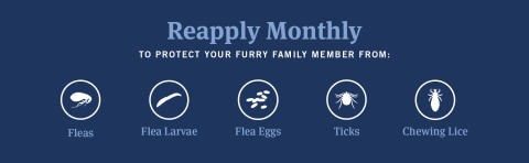 Reapply monthly to protect your cat from fleas flea larvae flea eggs ticks and chewing lice