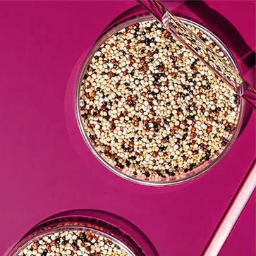 Image of a petri dish filled with quinoa beans against a deep pink surface.