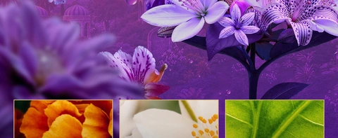 Origen Himalayan Jasmine EDP