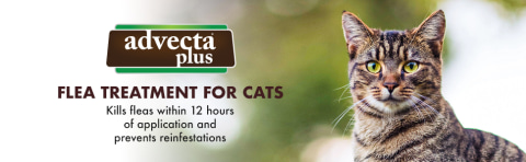 Advecta flea hotsell treatment for cats