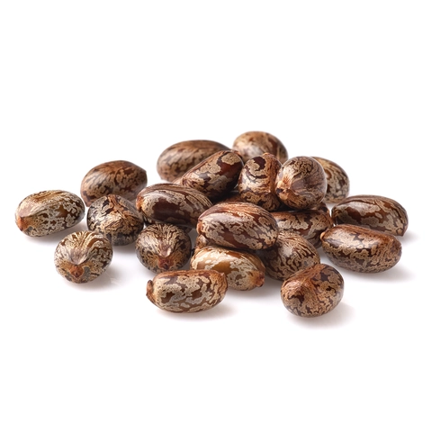 Castor Beans