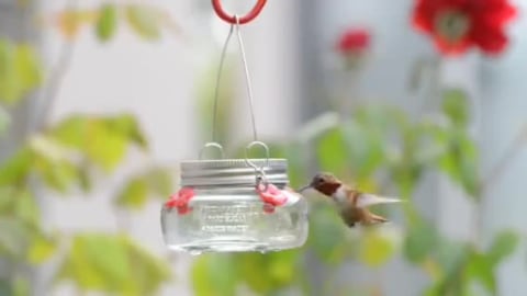 wild wings clear glass nectar hummingbird feeder