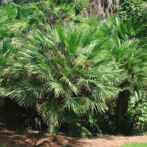 Cold Hardy Palm