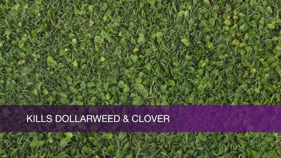 thumbnail video image 2 of Scotts Turf Builder Bonus S Southern Weed & Feed, 34.48 lbs., 10,000 sq. ft., 2 of 10