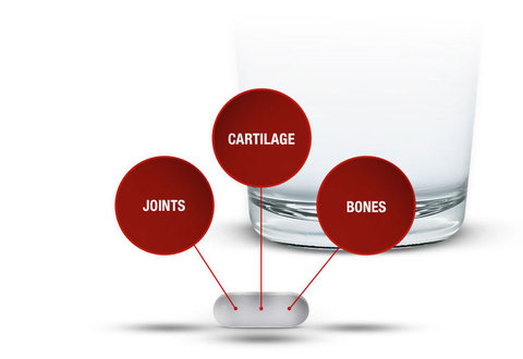 Joint Cartilage Bone