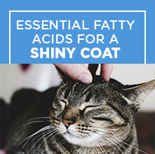 purina cat chow petsmart