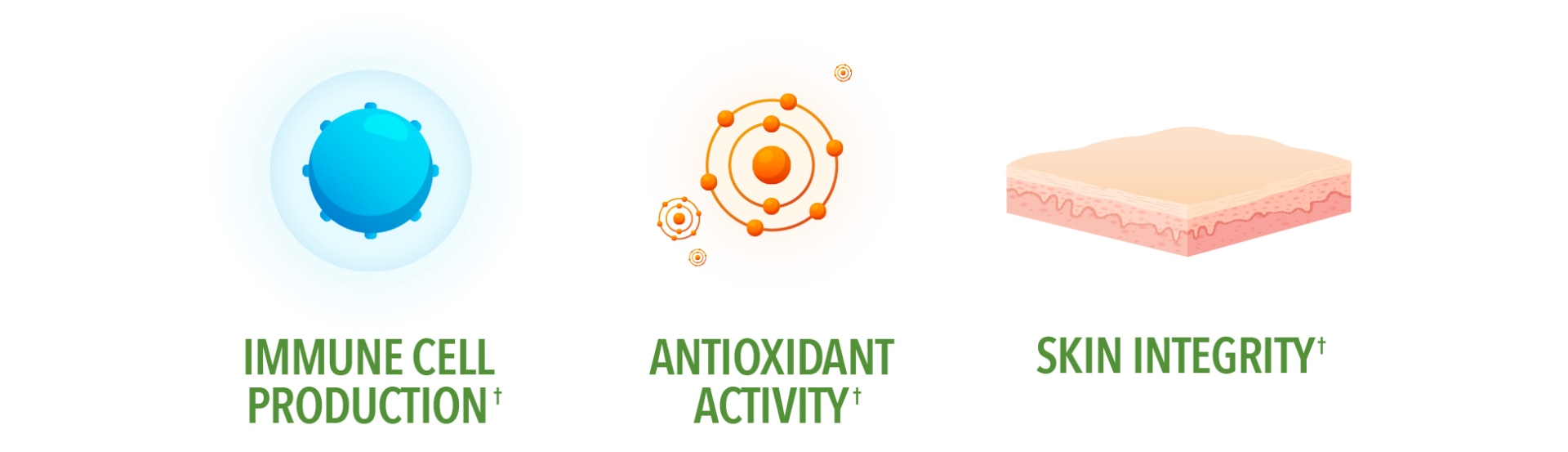 Immune Cell Protection. Antioxidant Activity. Skin Integrity