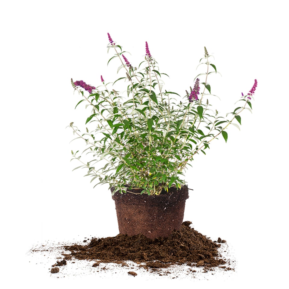 Nanho Butterfly Bush in dirt pot