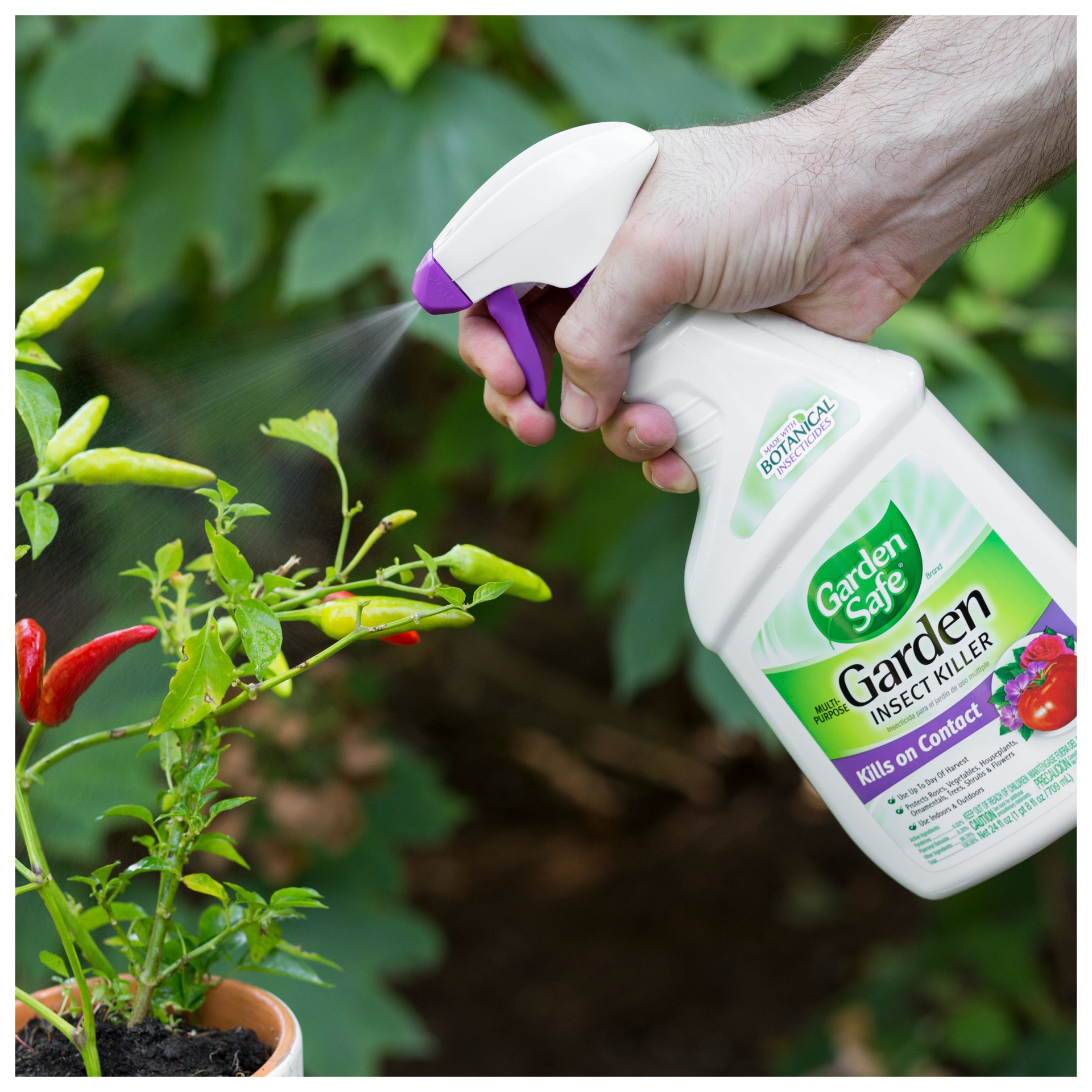 Insecticide From aphids Fertilizers To protect the garden and the garden 