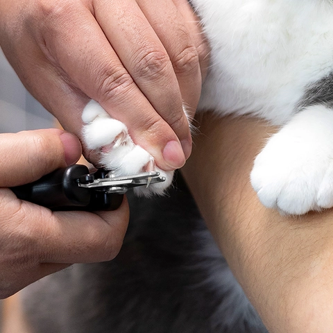 Nail Clipping