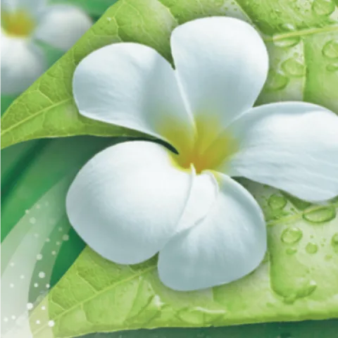 Jasmine &amp; Citrus