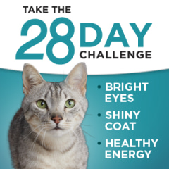 purina 1 sensitive stomach