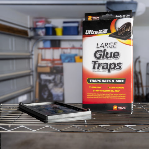 rat glue traps lowes