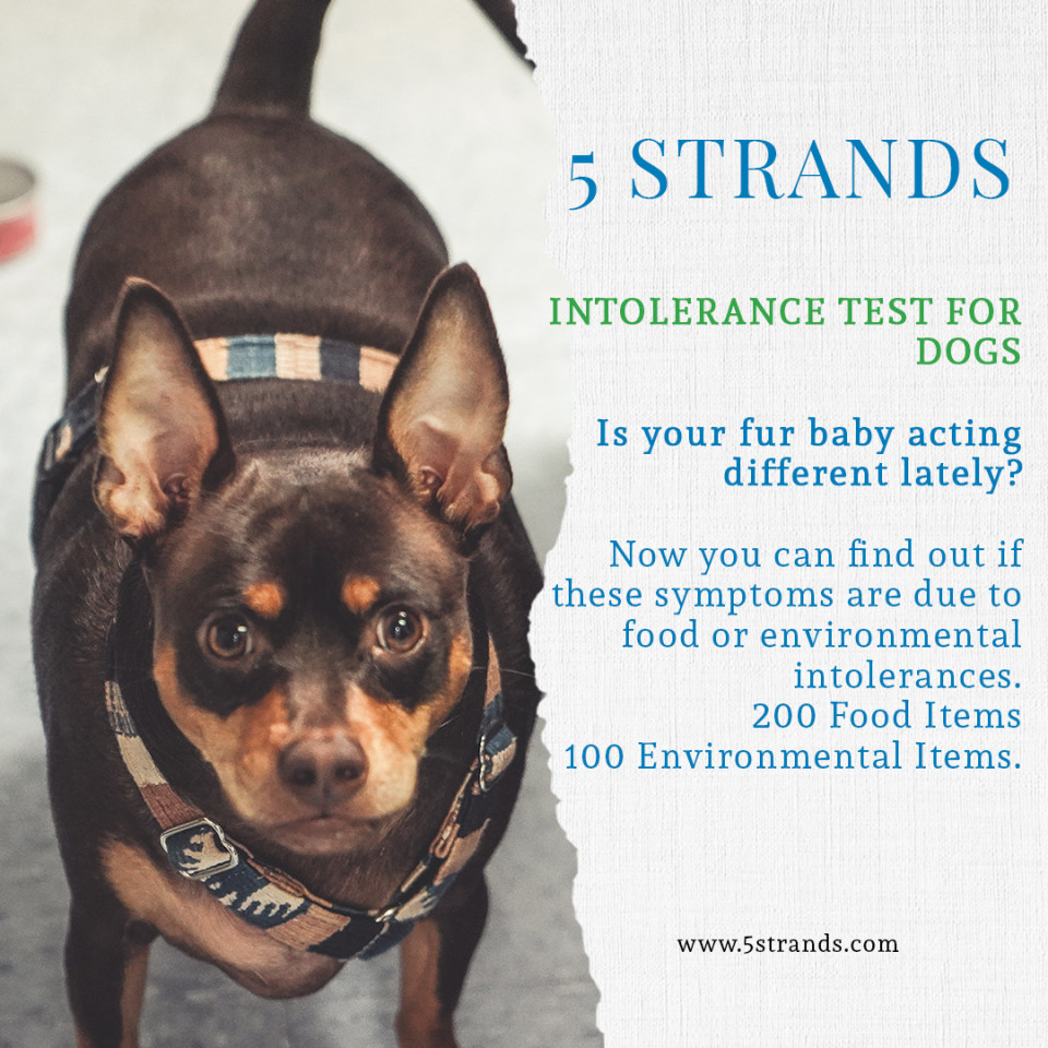 thumbnail video image 2 of 5Strands Pet Food & Environmental Intolerance Test, at Home Sensitivity Test for Dogs & Cats, 857 Items Tested, Pet Health Check, Fast 5 Day Results, For All Ages and Breeds, 2 of 7
