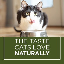 purina cat chow petsmart