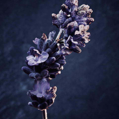 Top Note- Fresh Lavender