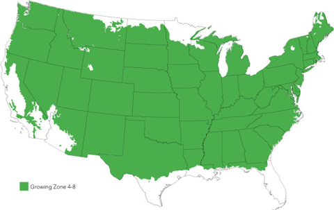 Jane Magnolia Grow Zones