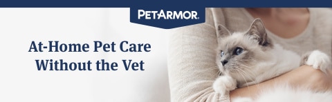 Petarmor ear mite and tick treatment 2024 for cats directions