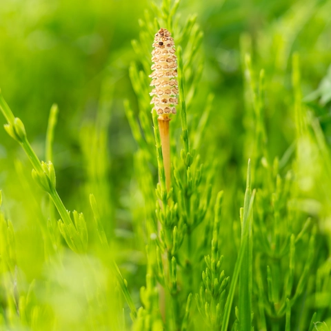 Horsetail Leaf