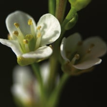 Abyssinian Flower Oil