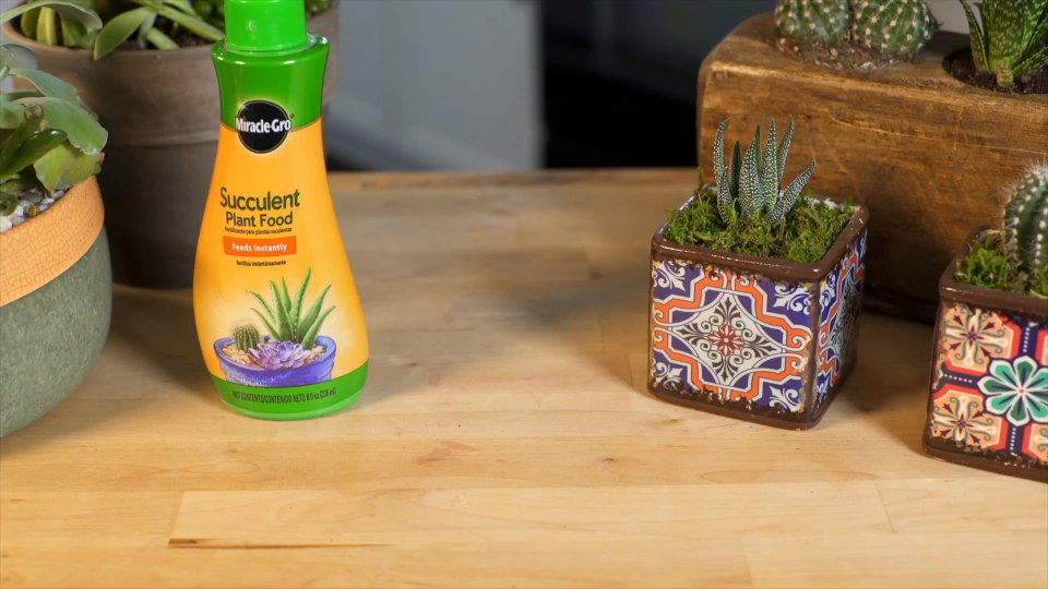 thumbnail video image 2 of Miracle-Gro Succulent Plant Food 2-pack, 2 of 7