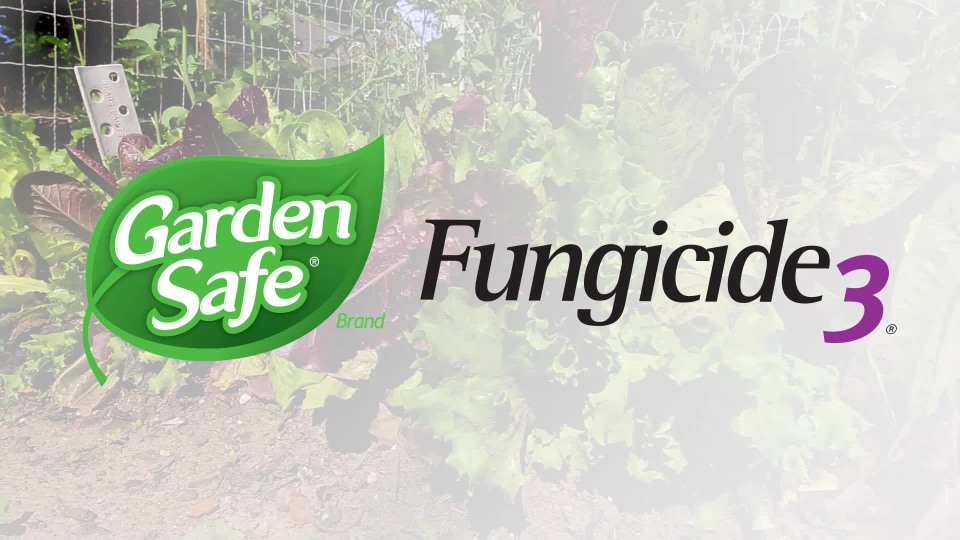 Garden Safe Brand Fungicide3 24 Ounces, 3 Garden Products in 1