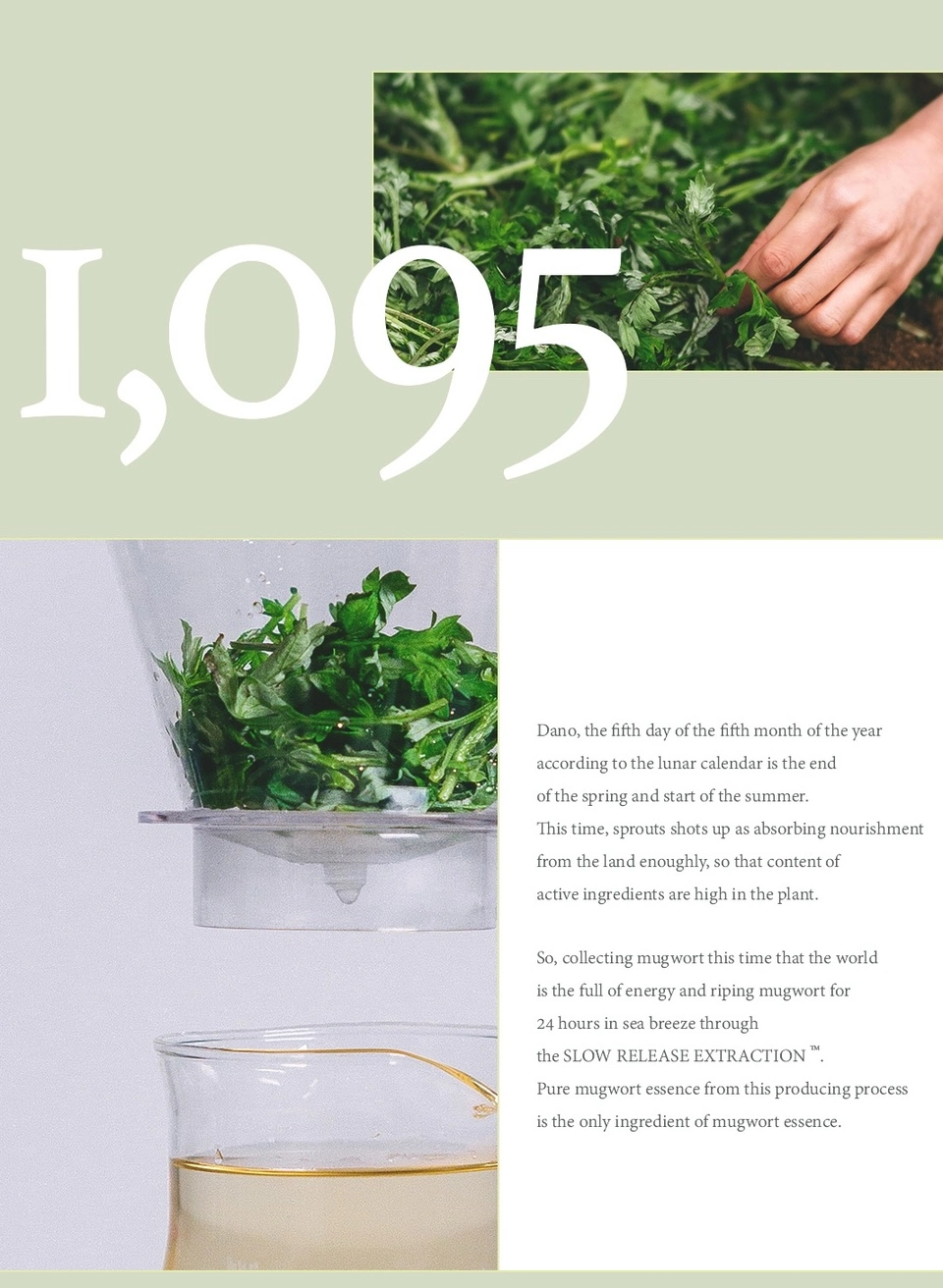 Mugwort Mask