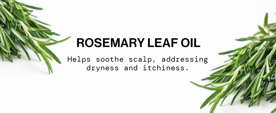 cleanest non-stripping deeply cleanses removing oils build-hair amazing natural scent sweet gentle nourishing revive formulated herbal