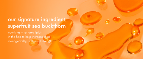 our signature ingredient superfruit sea buckthorn nourishes + restores lipids in the hair to help increase shine, manageability, softness + strength.
