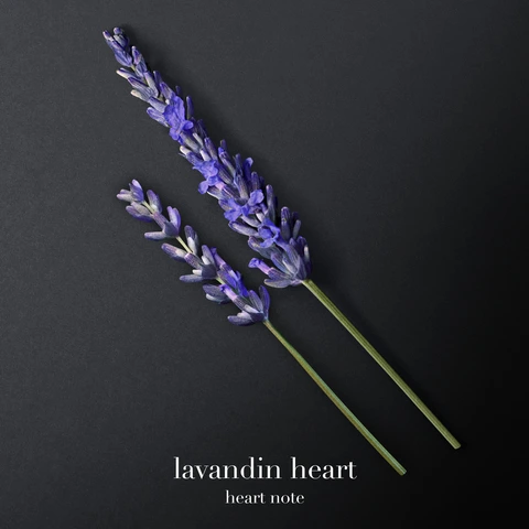 LAVANDIN HEART