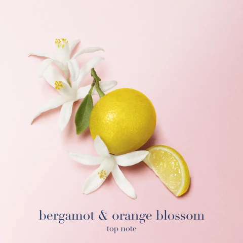 TOP NOTES: BERGAMOT FROM CALABRIA &amp; ORANGE BLOSSOM FROM EGYPT