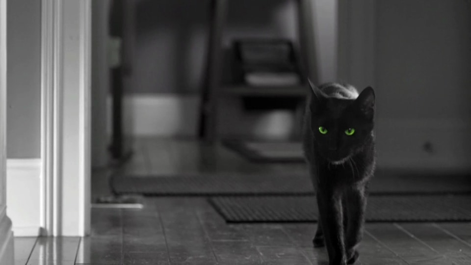 thumbnail video image 2 of LIVE CATCH MOUSE TRAP, 2 of 9