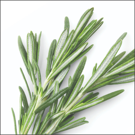 Rosemary oil - Encourages scalp circulation and healthy follicle activity