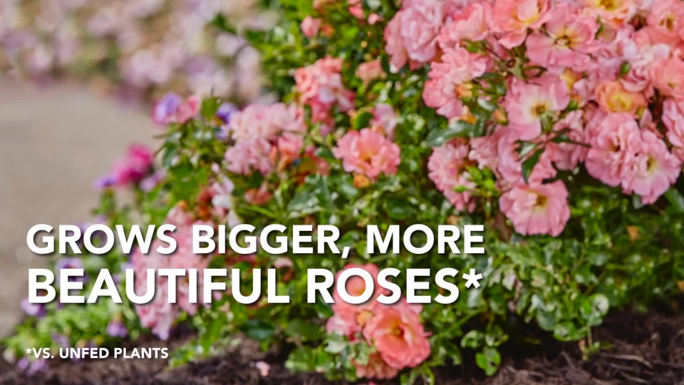 thumbnail video image 2 of Miracle-Gro Garden Soil Roses, 1.5 cu. ft., Feeds Roses up to 3 Months, 2 of 12