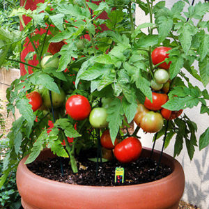 Slicer Tomato 3-Pack Plugs | Bonnie Plants