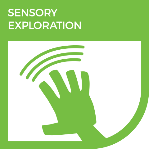 Sensory Exploration
